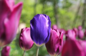 Unique Tulip